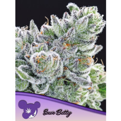 Sour Betty - Anesia Feminisiert 3er Pack