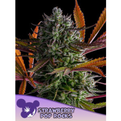 Strawberry Pop Rocks - Anesia Feminisiert 3er Pack