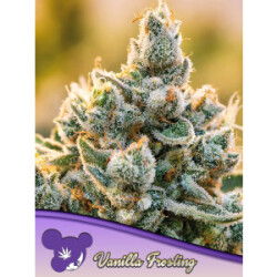 Vanilla Frosting - Anesia Feminisiert 3er Pack