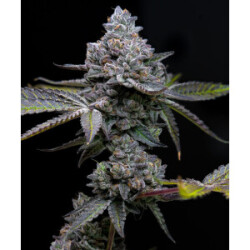 Barneys Farm Apple Fritter Fem 3St.