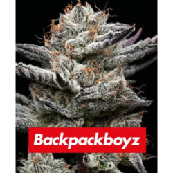 Barneys Farm Black Cherry Gushers Fem 3St.