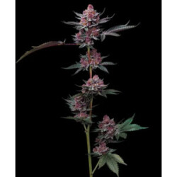 Barneys Farm Cherry Poppers Fem 3St.