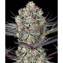 Barneys Farm DOS SI DOS 33 Fem 3St.