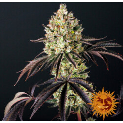 Barneys Farm Glookies Fem 3St.