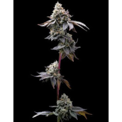 Barneys Farm GMO Cookies Fem 3St.