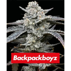 Barneys Farm Lemon Cherry Gelato Fem 3St.