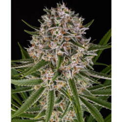 Barneys Farm Lemon Haze Auto Fem 3St.