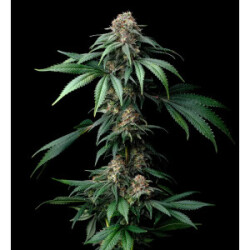 Barneys Farm Mendo Breath Fem 3St.