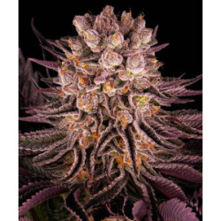 Barneys Farm Mimosa Orange Punch Fem 3St.