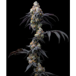 Barneys Farm Rainbow Sherbet Fem 3St.