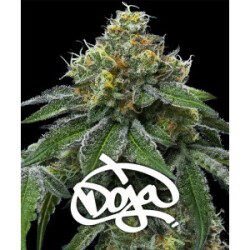 Barneys Farm RS11  x Banana OG Fem 3St.