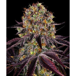 Barneys Farm Runtz Layer Cake Fem 3St.