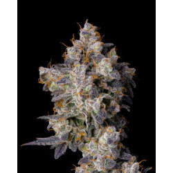 Cookies Seeds Cherry Zelato Fem 3St.
