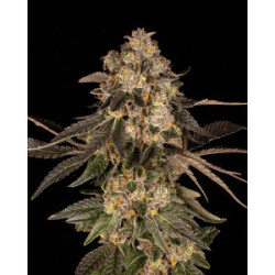 Cookies Seeds Corn Syrup Fem 3St.