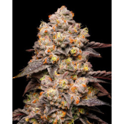 Cookies Seeds Dried Fruit Fem 3St.