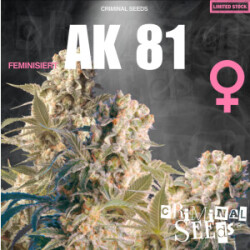 Criminal Seeds AK 81 Fem 3St.