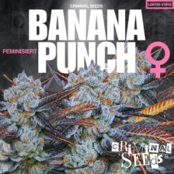 Criminal Seeds Banana Punch Fem 3St.
