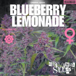 Criminal Seeds Blueberry Lemonade Auto Fem 3St.