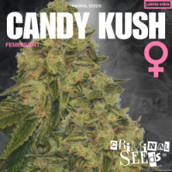 Criminal Seeds Candy Kush Fem 3St.