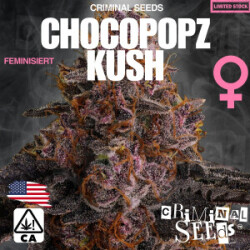 Criminal Seeds Chocopopz Kush Fem 3St.