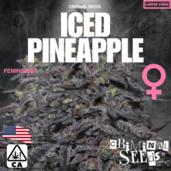 Criminal Seeds Iced Pineapple x Cali Fem 3St.