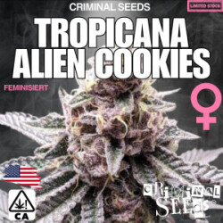 Criminal Seeds Tropicana Alien Cookies x Cali Fem 3St.