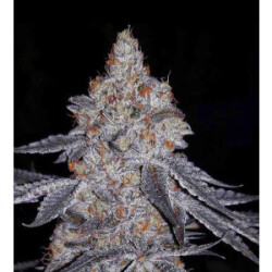 Ethos Banana Daddy R1 Fem 5St.