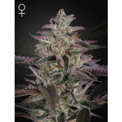 Green House Seed Co. Banana Krumble Fem. 3St.