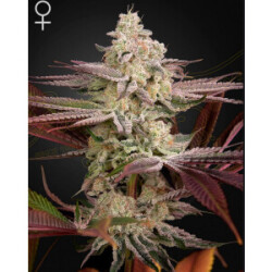 Green House Seed Co. Chemical Bride Fem 3St.
