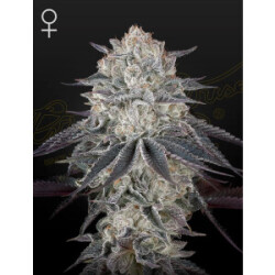Green House Seed Co. Fullgas Fem. 3St.