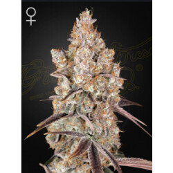 Green House Seed Co. Holy Snow Fem 3St.