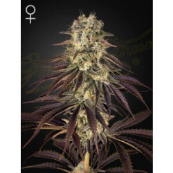 Green House Seed Co. Kongs Krush Fem 3St.