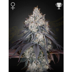 Green House Seed Co. Lemon Orange Fem. 3St.