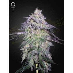 Green House Seed Co. Nori Cake Fem 3St.