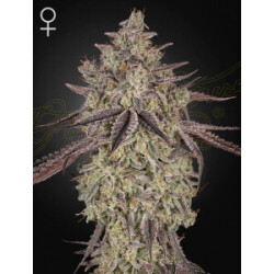 Green House Seed Co. Skywalker Auto Fem 3St.