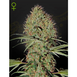 Green House Seed Co. Super Bud Auto Fem. 3St.