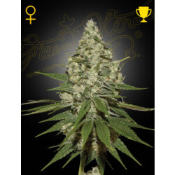 Green House Seed Co. Super Lemon Haze Fem. 3St.