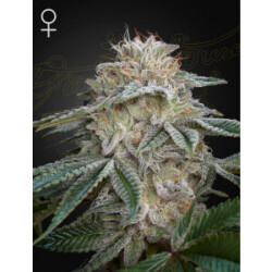 Green House Seed Co. Super Lemon Haze x GMO Fem. 3St.