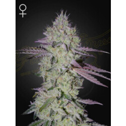 Green House Seed Co. Tarte Tatin Fem 3St.