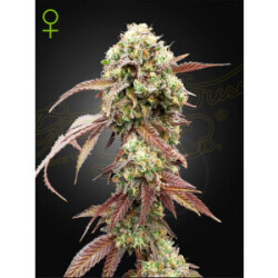 Green House Seed Co. West Coast OG x Gelato Auto 41 Fem 3St.