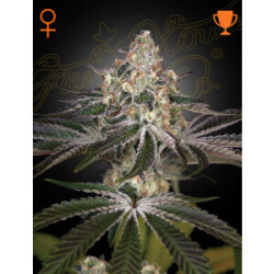 Green House Seed Co. White Widow Fem. 3St.