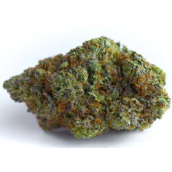 Growers Choice Blue Forest Berry Auto Fem 3St.