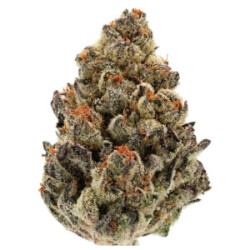 Growers Choice Bruce Banner Auto Fem 3St.