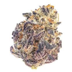 Growers Choice Cherry MAC Muffin Fem 3St.