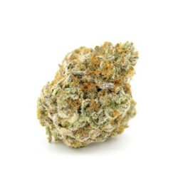 Growers Choice Forbidden Runtz XXL Auto Fem 3St.