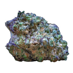 Growers Choice Frozen Cherry Runtz Fem 3St.