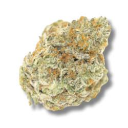 Growers Choice Permanent Whitemarker Fem 3St.