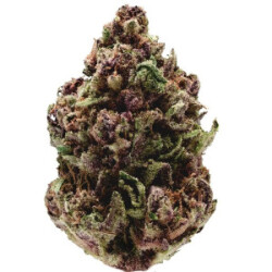 Growers Choice Pink Magic Fast Version Fem 3St.