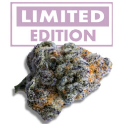 Growers Choice Platinum Mimosa Cookies XXL Auto Fem 3St.