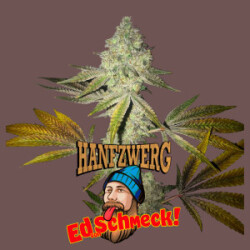 Hanfzwerg Ed von Schmeck Fem. 3St.